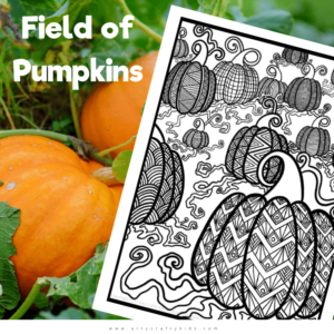 Field of Pumpkins