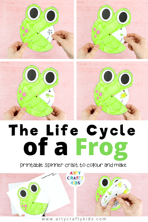 Explore the life cycle of a frog with this fun and engaging frog life cycle spinner craft. A great learning resource for kids