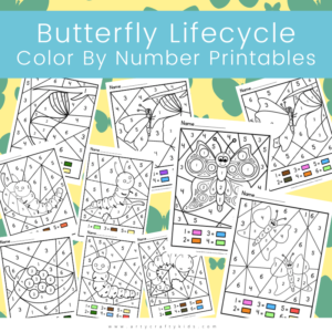 Butterfly Life Cycle Color By Number Pack