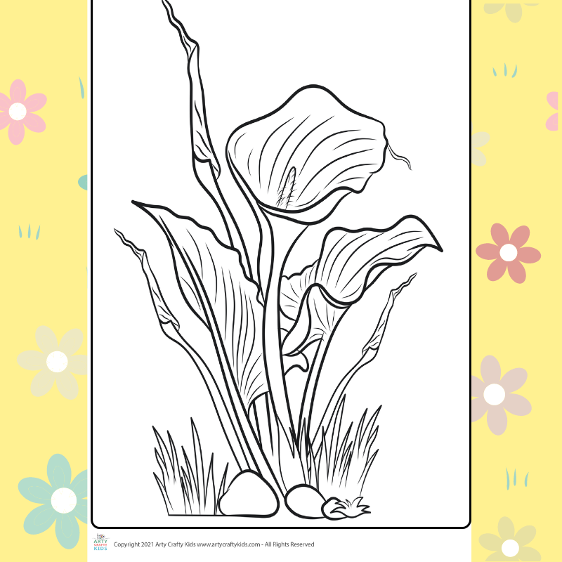 Calla Lily Coloring Page